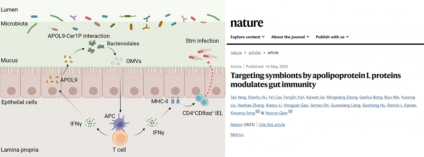 Nature|營養與健康所錢友存研究組合作揭示新型載脂蛋白-共生菌鞘脂互作調控腸道黏膜穩態新機制